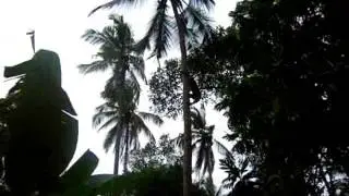 Jambo hakuna matata Zanzibar - man singing and climbing at coconut palm