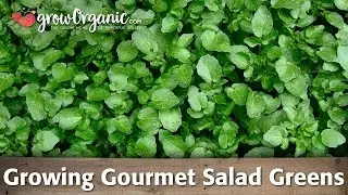 How to Grow Gourmet Salad Greens