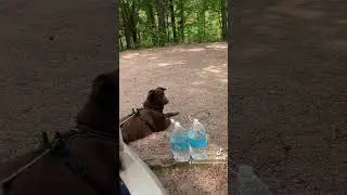 First time Car Camping feat my Aussie Shepherd, Milo