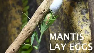 Praying Mantis | Time to Lay Eggs!