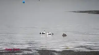 Eider Ducks and a Curlew from the Forth Bridges and also from Culross