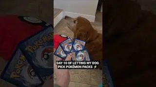 Dog picks INSANE packs! ⚡️ Day 10 of #30daysuperfans #pokemon #pokemoncards