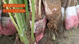 Buy best Ajwa khajoor Plant in India | Rare Exotic Fruit Plant | Online Khajoor Plant | 8768760049