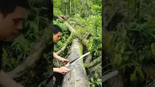 I Turned a Broken Giant Tree Into a Secret Jungle Survival Shelter#survivalbuild #wildernesslife