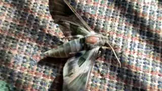 My pet pandora sphinx moth.