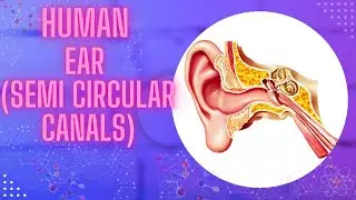 Human Ear | Semicircular Canals | Vestibule|  in Urdu , Hindi