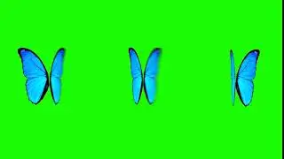 Papillon ecran vert HD Green Screen Animation