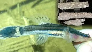 Искупление в Swampfish Land
