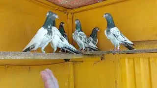 taaband jory Breeder pairs top quality pigeons Bohat monasib 03076606006