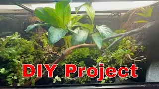 Creating a DIY Reptile Paradise!