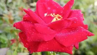 Fresh Rose Flower with morning dew | Macro Nature Beauty Shots  | Peaceful Garden Vlog