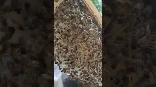 Premier rayon de miel avec un peu de pollen 🥰