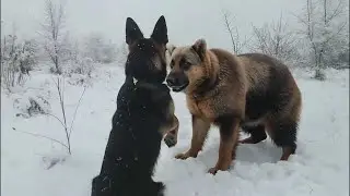 Don't be alarmed! The real animal here is Casey, a German Shepherd