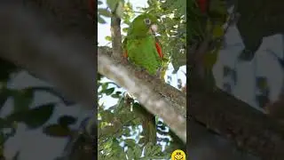 Psittacara euops