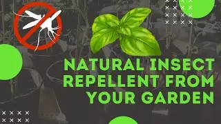 DIY Natural Insect Repellents for Plants: The Power of Basil!