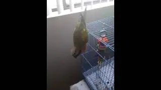 My mustached parakeets (kora and miko) fight..