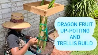 STURDY DRAGON FRUIT   TRELLIS and  repotting  dragon fruit  for OPTIMAL GROWTH