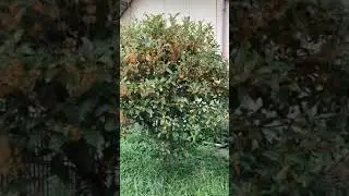 Османтус - ароматний чагарник
