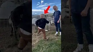 Leg dich niemals gegen eine Ziege an! 😳