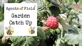 Garden Catch Up