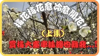 賞梅之旅 上