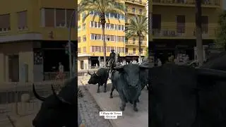 Plaza de Toros Alicante 🐂 #plaza #toros #alicante #valencia #fyp #foryou #viralvideo