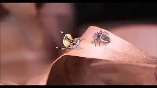 Maratus volans