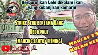 Strike lele dihari kedua dikolam yang kebanjiran - Bale official21 #mancingmania #mancinglele