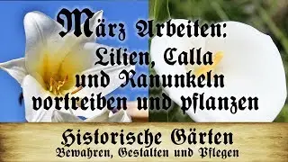 Arbeiten im März: Calla, Lilien und Ranunkeln vortreiben und pflanzen