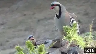 Keklik Sesi Dağı Eliyor / Petek_72_ Çatı (Kurak) Avı / Partridge Rebhuhn     Куропатка  الحجل طائر