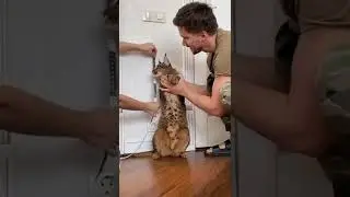 How to Measure Cat Height | We are Measuring Our Cute Cat Height