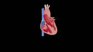 Short Heart Beat - Animation - Kimpey
