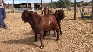 Reprodutores da ra&ccedil;a Red Kalahari