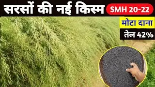 सरसों की शानदार किस्म | SMH 20-22 hybrid mustard variety | high yield mustard seed | sarso ki kheti
