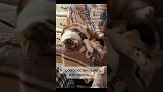 #funny #cat #моякошка #lovecat #cute #веселая #funnyvideo #cutevideo #муся #красиваякошка #happy