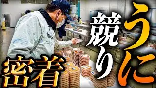 たった15分で1,000万円が動く。最高級ウニ産地の競りに密着！【北海道/羅臼】