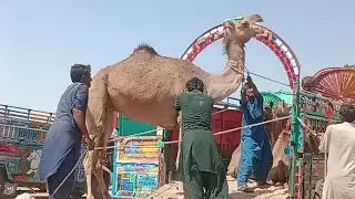In India, a camel is being loaded into a vehicle and sent out. #camellife #camellove #camel @YouTube