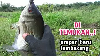 DI TEMUKAN,!;umpan racikan baru untuk tembakang,biawan ,,ikan pakai kaki pun  makan#TR-161