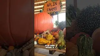 Stopped by Aplin Farms for some fall family-friendly fun #dothanalabama #pumpkinpatch