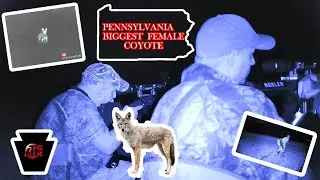 PA Summer Coyote Harvest - 30 Plus Pound Female