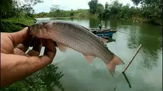 UMPAN MANCING BELANAK JOSSSS INI BELI ONLINE SAMA ANGLER @awiono