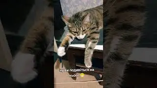 нє ну ви подивіться на нього 😁 #cat