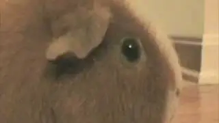 Dramatic Chipmunk Hey - Parry Gripp