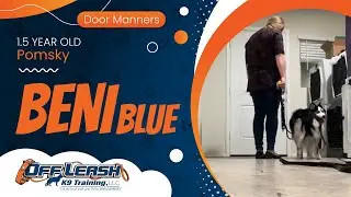 Beni Blu~ 1.5yo Pomsky ~ Best Pomsky Trainers ~ Off Leash K9 Training Phoenix