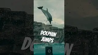 The Science of Dolphin Acrobatics