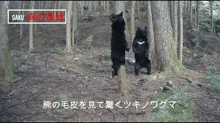 熊の毛皮にツキノワグマ…が