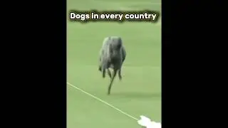Dog in every country(the last one is🗿#dog #dogs #countrydog #shortvideo