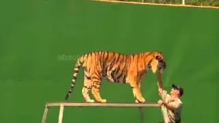The Training Of A Bengal Tiger