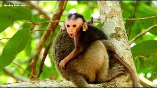 Pitiful!Poor baby David cry scare much call mom help got kidnaps by Tazana,Poor Janet cry lost mom