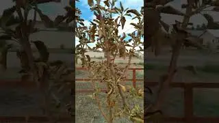 Apple Tree Survival: The Soaked Surprise